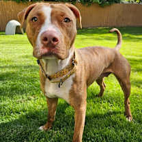 Thumbnail photo of Buffy #1