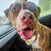 Thumbnail photo of Buffy #2