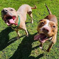 Thumbnail photo of Buffy #4