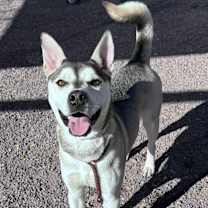 adopt-pet