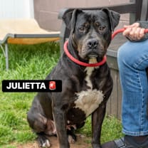 Thumbnail photo of Julieta #1