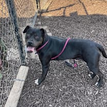 Thumbnail photo of Julieta #2