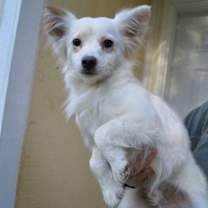 Thumbnail photo of Beau, a Papillon-Jack Russell #1