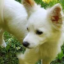 Thumbnail photo of Beau, a Papillon-Jack Russell #2