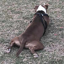 Thumbnail photo of Caspian #4