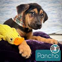 Thumbnail photo of Pancho Duffy #1
