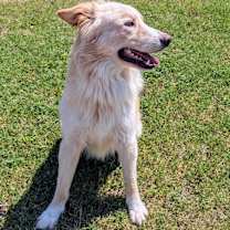 Thumbnail photo of Hal #3