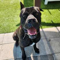 Thumbnail photo of Mufasa #2