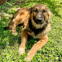 Thumbnail photo of Miley 25-12-067 #2