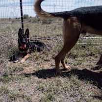 Thumbnail photo of Lobo #1