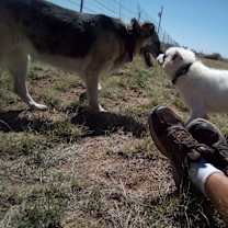 Thumbnail photo of Lobo #2