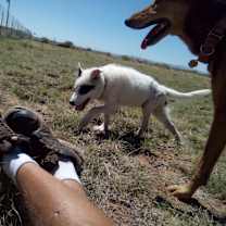 Thumbnail photo of Lobo #3