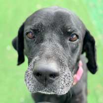 Thumbnail photo of Aruba's Romo #2