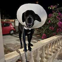 Thumbnail photo of Aruba's Romo #4