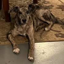 Thumbnail photo of Cami* #3