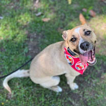 Thumbnail photo of Juno #1
