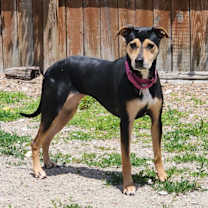 Thumbnail photo of Dessie #2