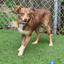 Thumbnail photo of Squirtle #3