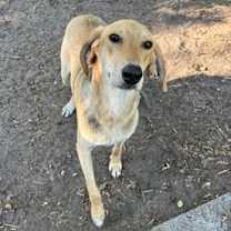 Thumbnail photo of Gumbo #2