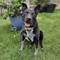 Thumbnail photo of Daizy #1