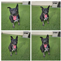 Thumbnail photo of Daizy #3