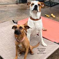 Thumbnail photo of C58-24 Daisy #4