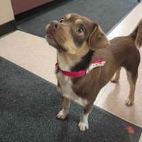 Thumbnail photo of Bentley (fka Carter) #1