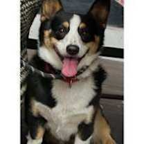 Thumbnail photo of Smores #2