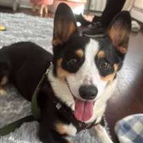 Thumbnail photo of Smores #4