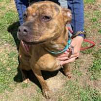 Thumbnail photo of Bailey #2