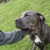 Thumbnail photo of Zeke #3