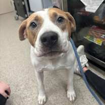 Thumbnail photo of Murphy (in foster) #1