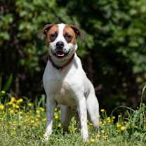 Thumbnail photo of Baxter #2