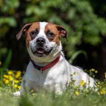 Thumbnail photo of Baxter #3