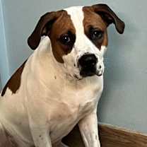 Thumbnail photo of Baxter #4