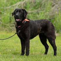 Thumbnail photo of Chilli #2