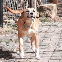 Thumbnail photo of Zeke #3