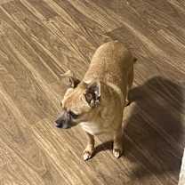 Thumbnail photo of Buddy #2