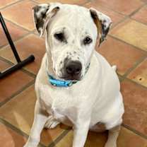 adopt-pet