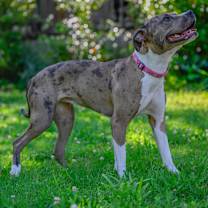 Thumbnail photo of Cookie (Formerly Sandy) #1