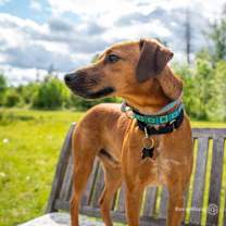 Thumbnail photo of Chico #2