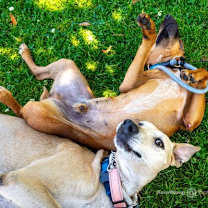Thumbnail photo of Chico #3