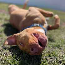 Thumbnail photo of Squeak - Fee Waived! #3