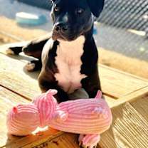 Thumbnail photo of Twyla  *A PRIORITY PET* #3