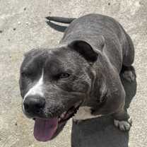 Thumbnail photo of Bruno (CP) #2