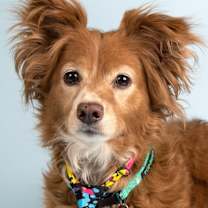 Thumbnail photo of Hanson (Rusty) #1