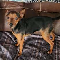 Thumbnail photo of Eliza aka Ginger JuM #3