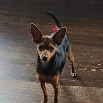 Thumbnail photo of Eliza aka Ginger JuM #4