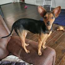 Thumbnail photo of Eliza aka Ginger JuM #1