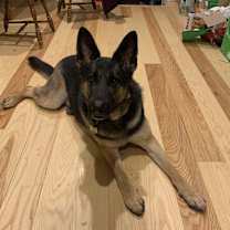 Thumbnail photo of Skye #4